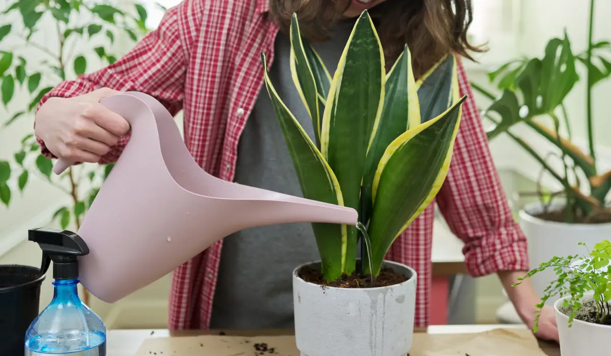 Factors Influencing Watering Frequency