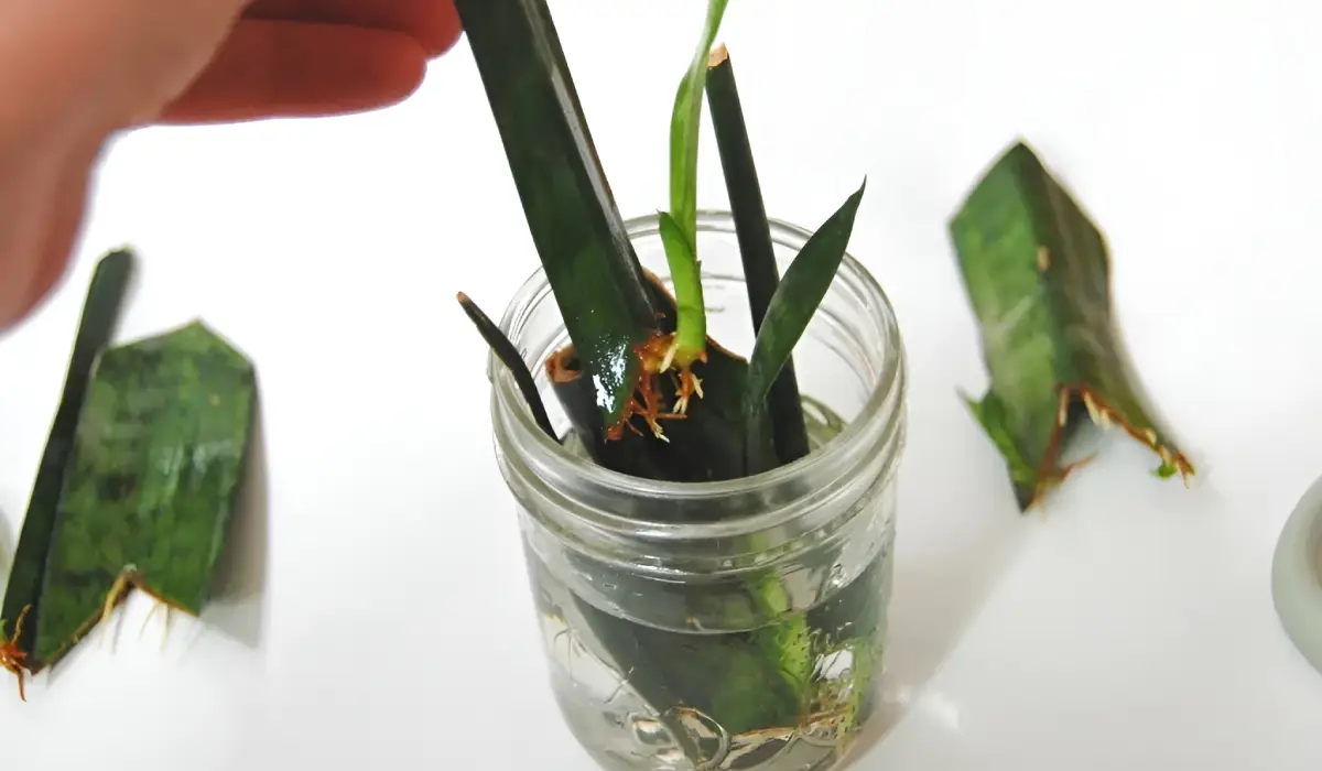 Source_ Cori Sears How to Propagate Snake Plants in Water