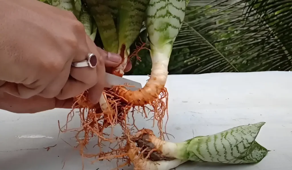 Source_ Green Bengal How to propagate Snake Plant from rhizome cuttings 1